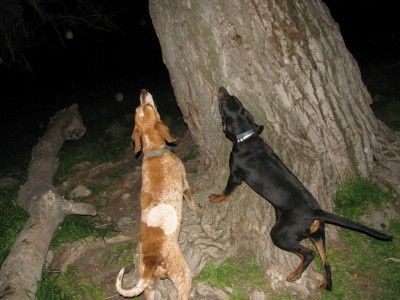 bigcotton2 (Copy).JPG