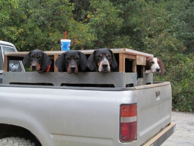 My dogs lynn, reggie, blue, macy