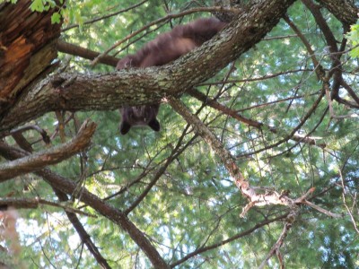 He was nice and cozy til we pulled the dogs back some. Treed him twice before we cut the dogs off and let him go.
