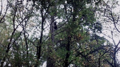 rust1bear4 (Copy).jpg