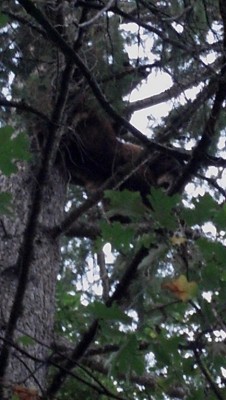 rust1tree (Copy).jpg