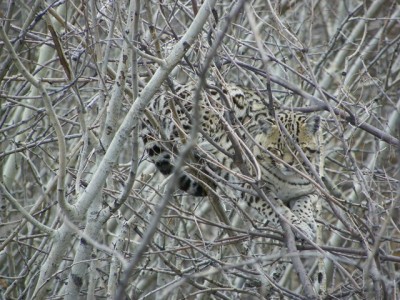 This shows how relaxed he was and how well he blends in.