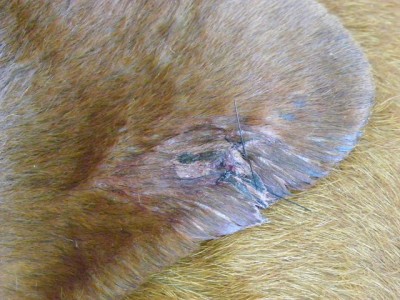 torn ear sewed up.JPG