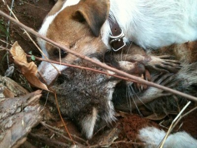 12-18-12 Digger on Coon.JPG