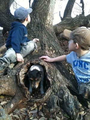 Foxy in Den Tree.JPG