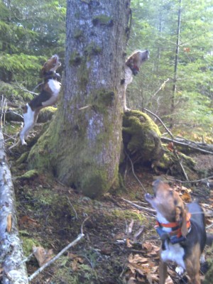 image.jpg (452.03 KiB) Viewed 2624 times Merry Christmas from my tree to yours.