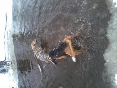 coyote 1 2013 [640x480].jpg