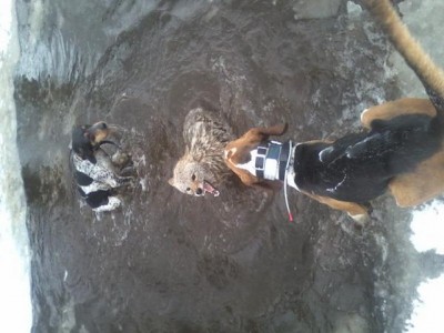 coyote 2013 [640x480].jpg