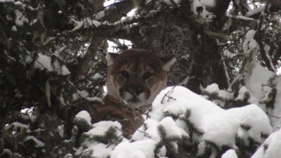 copy big cat in tree.jpg