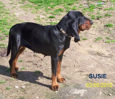 susie grandaughter amos and maggie.jpg