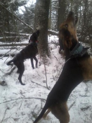 bobcat 3 [640x480].jpg