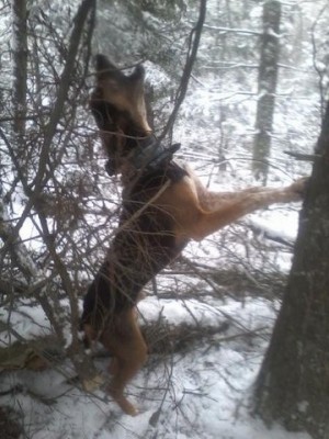 bobcat 4 [640x480].jpg