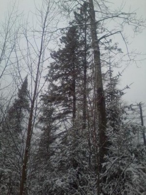 bobcat 5 [640x480].jpg