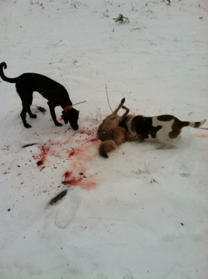 Kona a young pup and molly chewing