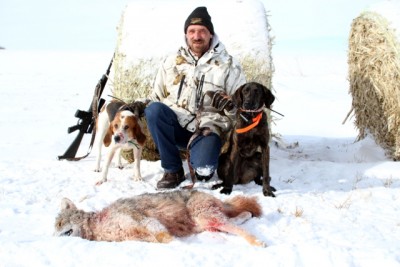 molly on the left, Kona on the right. first coyote Kona has run on and even got in on the fight!