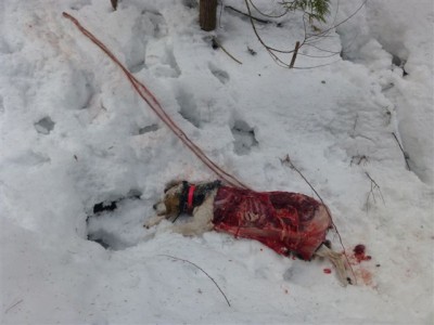 Ol' Roy one of my all time favorites