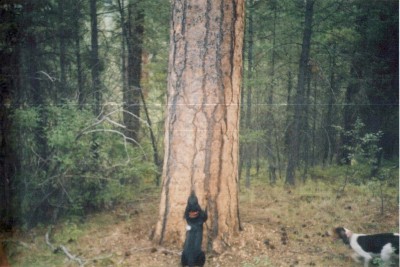 Bear Tree 3.JPG