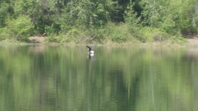 bald eagle getting his catch of the day