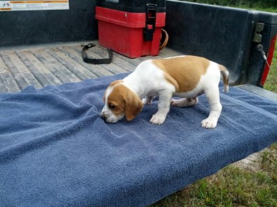 383.jpg (229.42 KiB) Viewed 8940 times this is the pup i plan on purchasing, except i was wondering if he would get more spots as he got older.